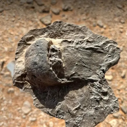 اكتشاف علمي لأحافير نادرة تعود إلى 465 مليون سنة بالعُلا - الصورة من وكالة الأنباء السعودية "واس"