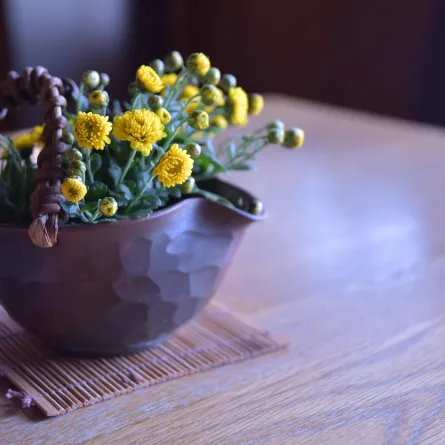 أزهار الأقحوان الصفراء