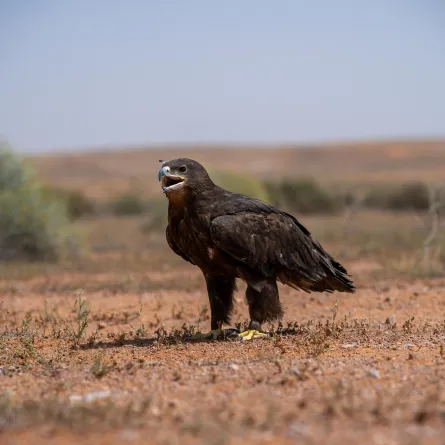 طير العقاب. الصورة من منصة الصور السعودية