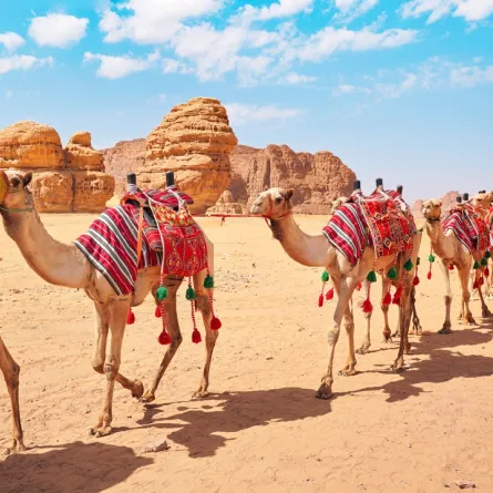 مجموعة من الجمال تسير في العلا