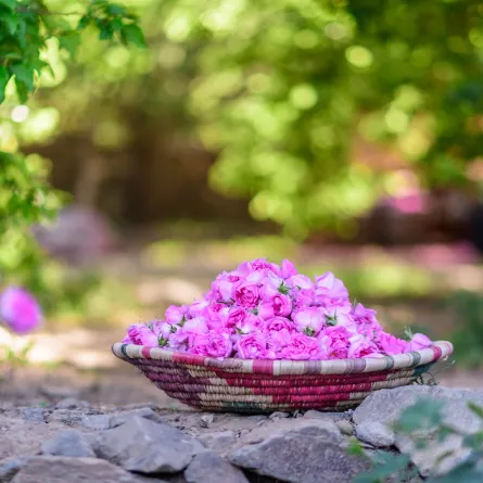 الورد الطائفي كنز عطري سعودي ليوم التأسيس 