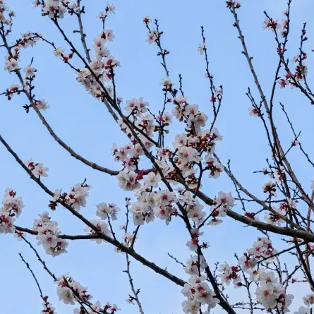 منطقة الباحة