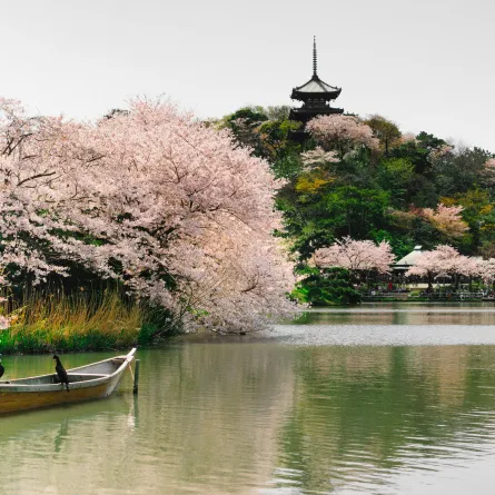 يوكوهاما وجهة جاذبة في الربيع