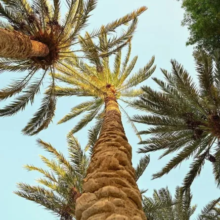 متنزه النخيل بمحافظة حقل