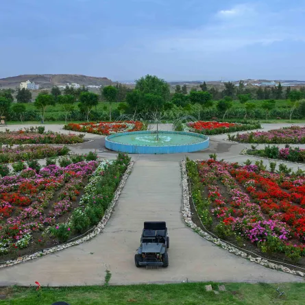 مزرعة الورد في أبها