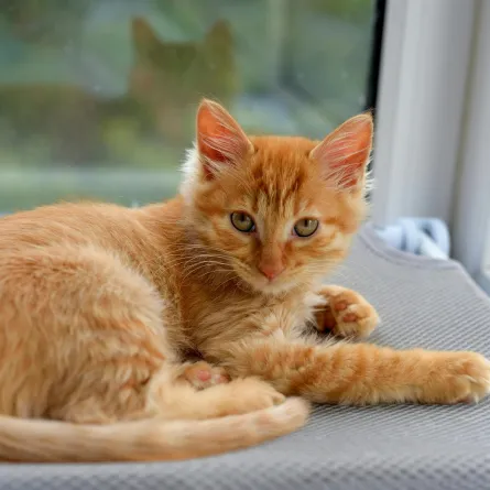 كيف أنظف منزلي مع وجود قطة؟ نصائح مجربة للاتباع