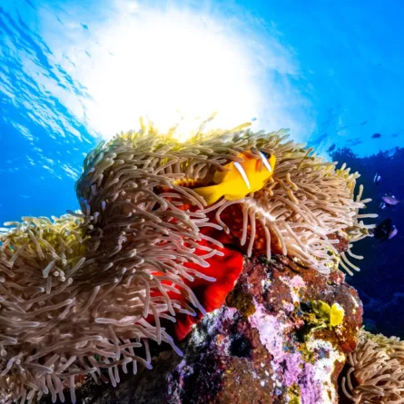 الشعب المرجانية