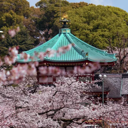 العاصمة اليابانية طوكيو في موسم تفتح الكرز