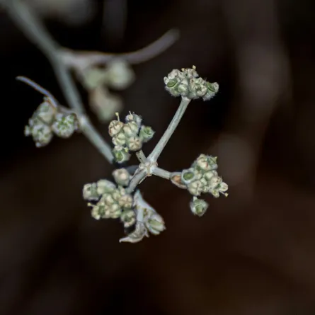  نبات القرضي