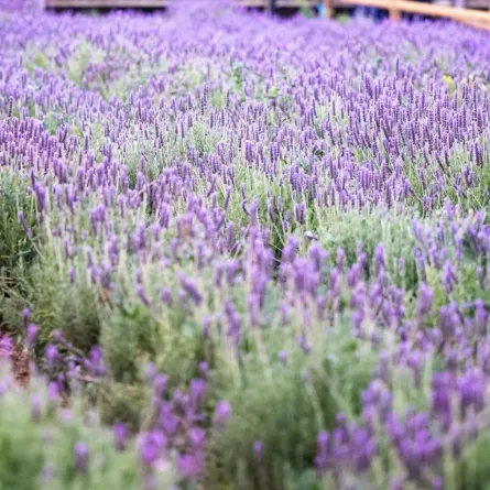 مزارع اللافندر