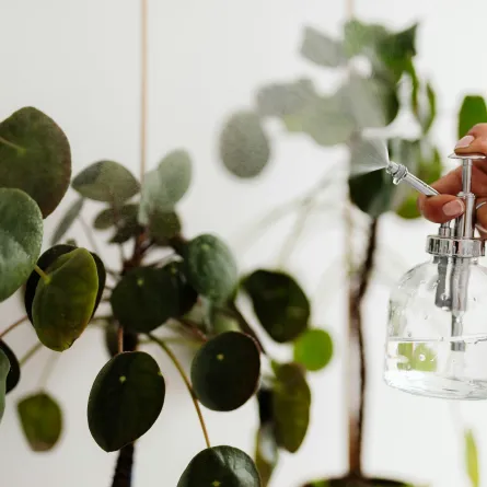 5 خلطات طبيعية لإبعاد الآفات عن نباتات المنزل والحديقة