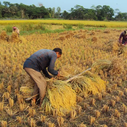 تفسير رؤيا الحصاد في المنام