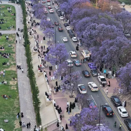 أشجار الجاكرندا