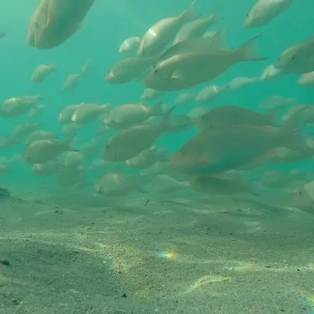 سمك الحريد (الصورة من واس)