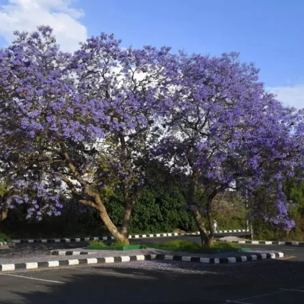 أشجار الجاكرندا
