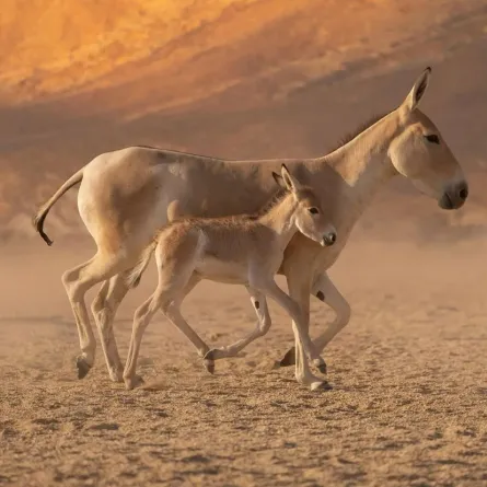 كائنات برية
