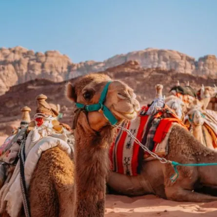 مجموعة من الإبل تجلس في ضوء الشمس 