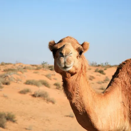 الإبل هو رمز الصحراء