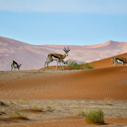 ناميبيا تشتهر بحياتها البرية الفريدة