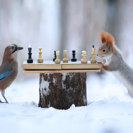 سناجب وطيور تلعب الشطرنج!