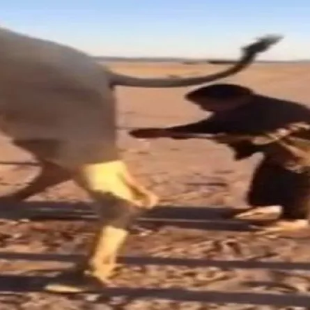 تحذير من شرب بول الإبل من مصدره مباشرة!