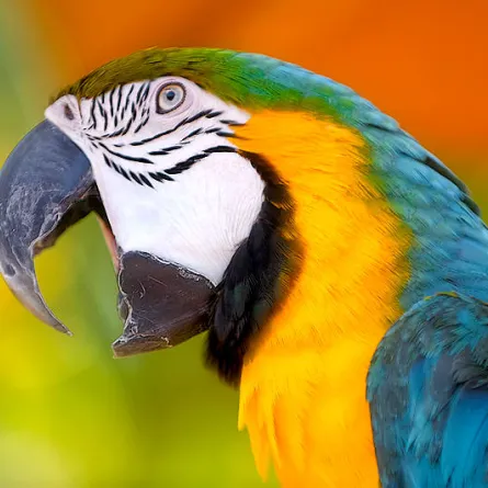 ببغاء يساعد في تعقب أثر قاتل