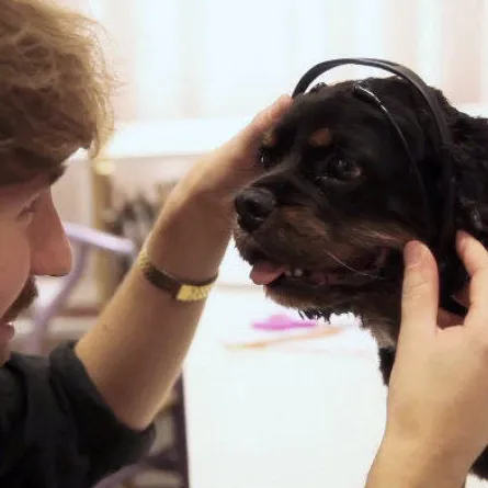 سماعات تترجم ما يفكر به الكلب!