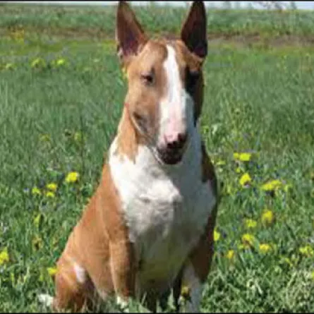 كلب «نصاب» يرث مليون دولار