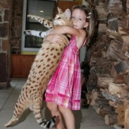 بالصور.. أطول قطة في العالم