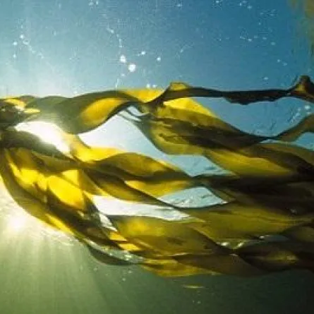 "أعشاب البحر" لعلاج السمنة... وفاعلية تفوق الأدوية