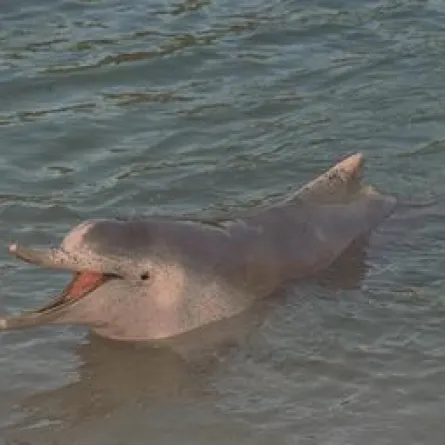 اكتشاف أنواع جديدة من الدلافين