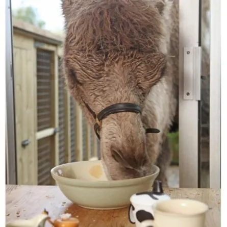 جمل يعيش مع أسرة بريطانية