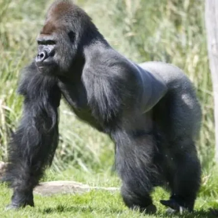 غوريلا يحتج على قائمة الطعام