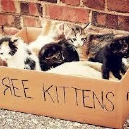 أرملة فلسطينية تنشئ دار حضانة للقطط