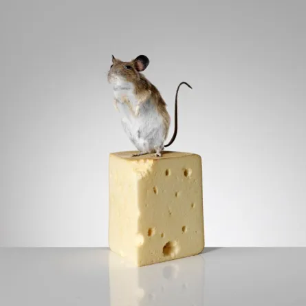 الفئران أيضاً تحارب التحرش الجنسي