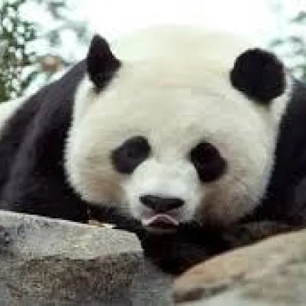 دبة باندا تتعرض للإجهاض في حديقة حيوان في تايلاند