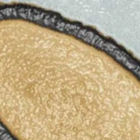 فيروس يستيقظ من سباته بعد 30 ألف سنة