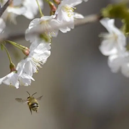 النحل يستهدي إلى الرحيق.. بالمنطق