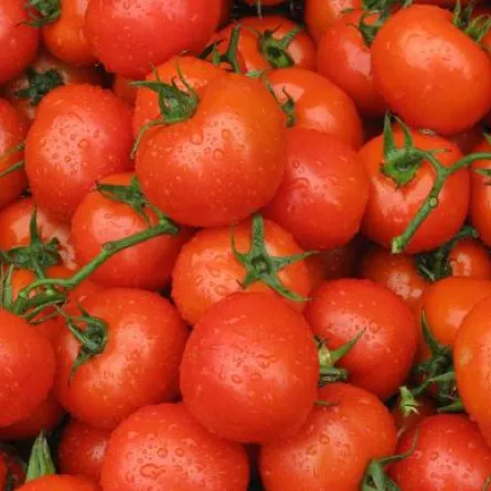 دراسة: الطَّماطم يحدُّ من الإصابة بالأورام