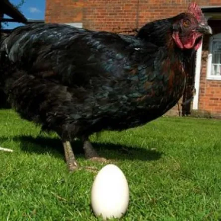 عودة دجاجة بريطانية إلى الحياة