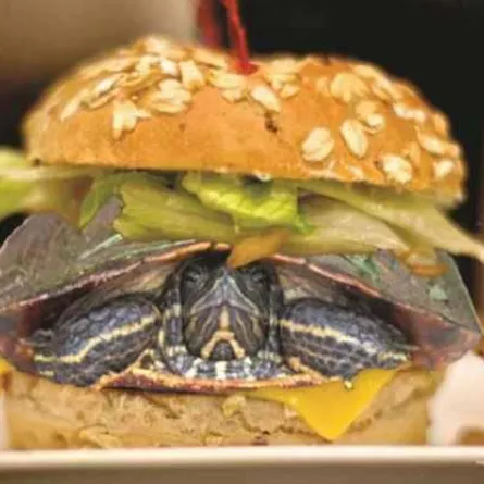 تهريب سلحفاة داخل شطيرة