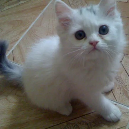 120 علبة طعام لقط مقابل العمل كمصيدة!