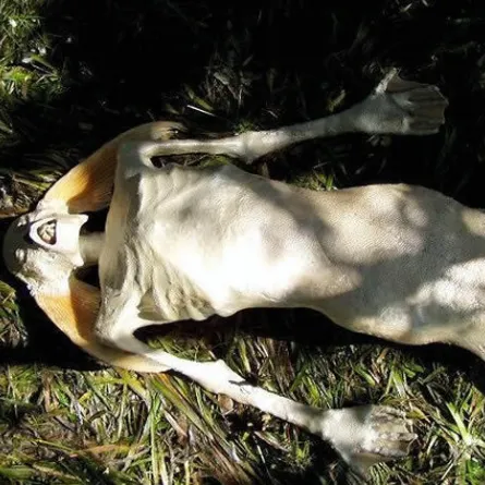 ظهور "عروس البحر" على شاطئ البحر الأحمر