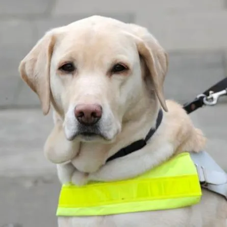 كلب يُنقذ فرنسيّة من الانتحار