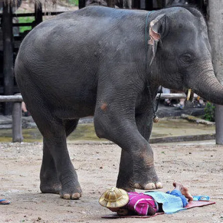 فيل يقدم خدمة التدليك للسياح في تايلاند