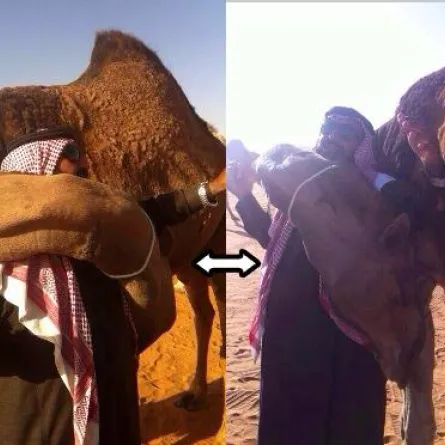 جمل يعانق صاحبه بعد 3 أشهر من بيعه