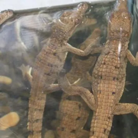 أسترالي يسبح في مغطس مع تمساح