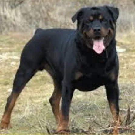 في الطائف :عشرينية تقتل كلباً هاجمها