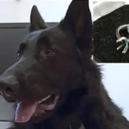 كلب بوليسي يبتلع خاتماً بـ 30 ألف دولار