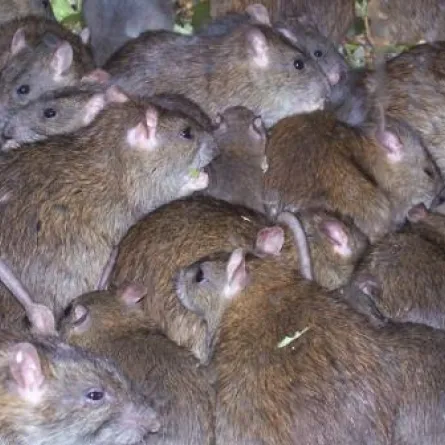 أميركية تعيش مع  300 جرذ في منزل متنقل